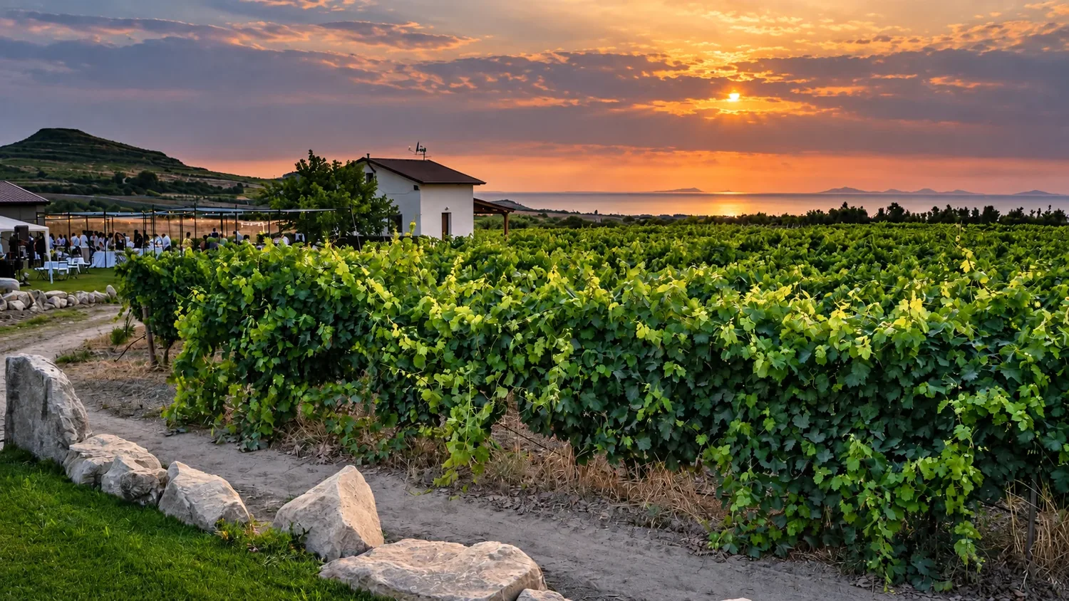 Vigneto del territorio TresMontes al tramonto