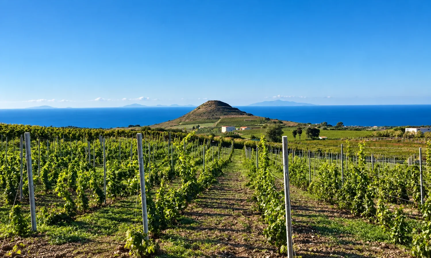 Vigneti del territorio TresMontes affacciati sul Golfo dell’Asinara